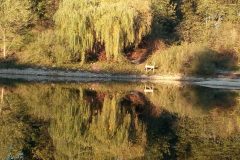 cropped-ca49cb25-fc3f-47f6-9215-2a3c92e66050