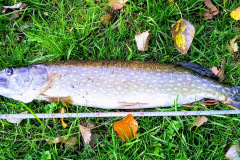 e29e1d3d-35ee-46e3-ab93-d123fdffb257